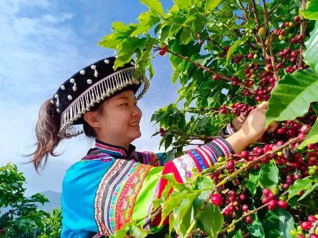 ：彩云之南的馥郁传奇不朽情缘游戏云南咖啡(图8)