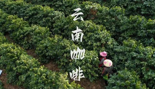 ：彩云之南的馥郁传奇不朽情缘游戏云南咖啡(图11)