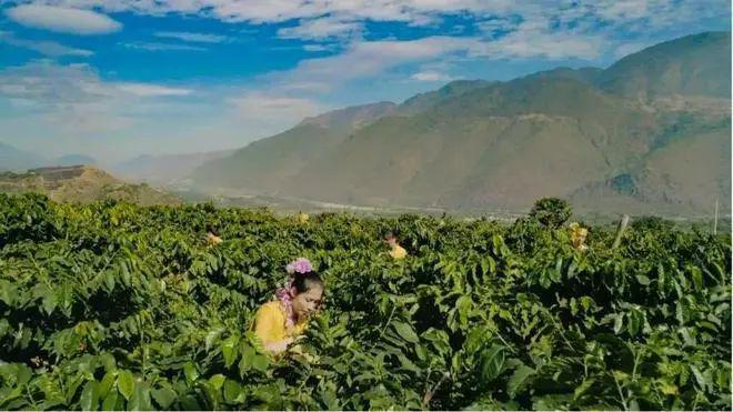 ：彩云之南的馥郁传奇不朽情缘游戏云南咖啡(图22)
